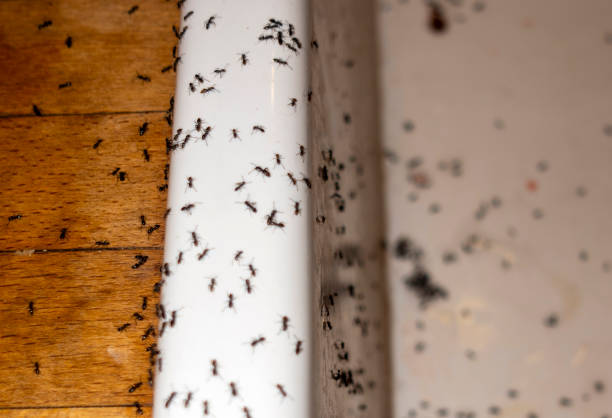 Best Mosquito Control Services  in Long Beach, IN